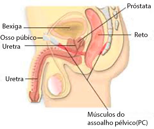 O músculo pubococcígeo
